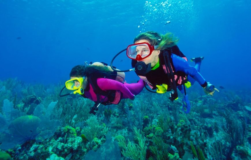 Snorkeling and Diving at Pharaoh Island