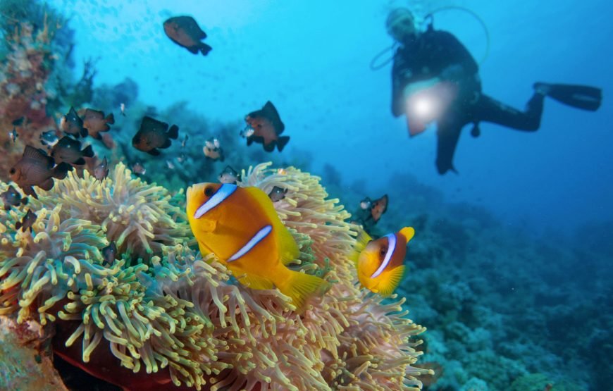 Snorkeling and Diving at Pharaoh Island
