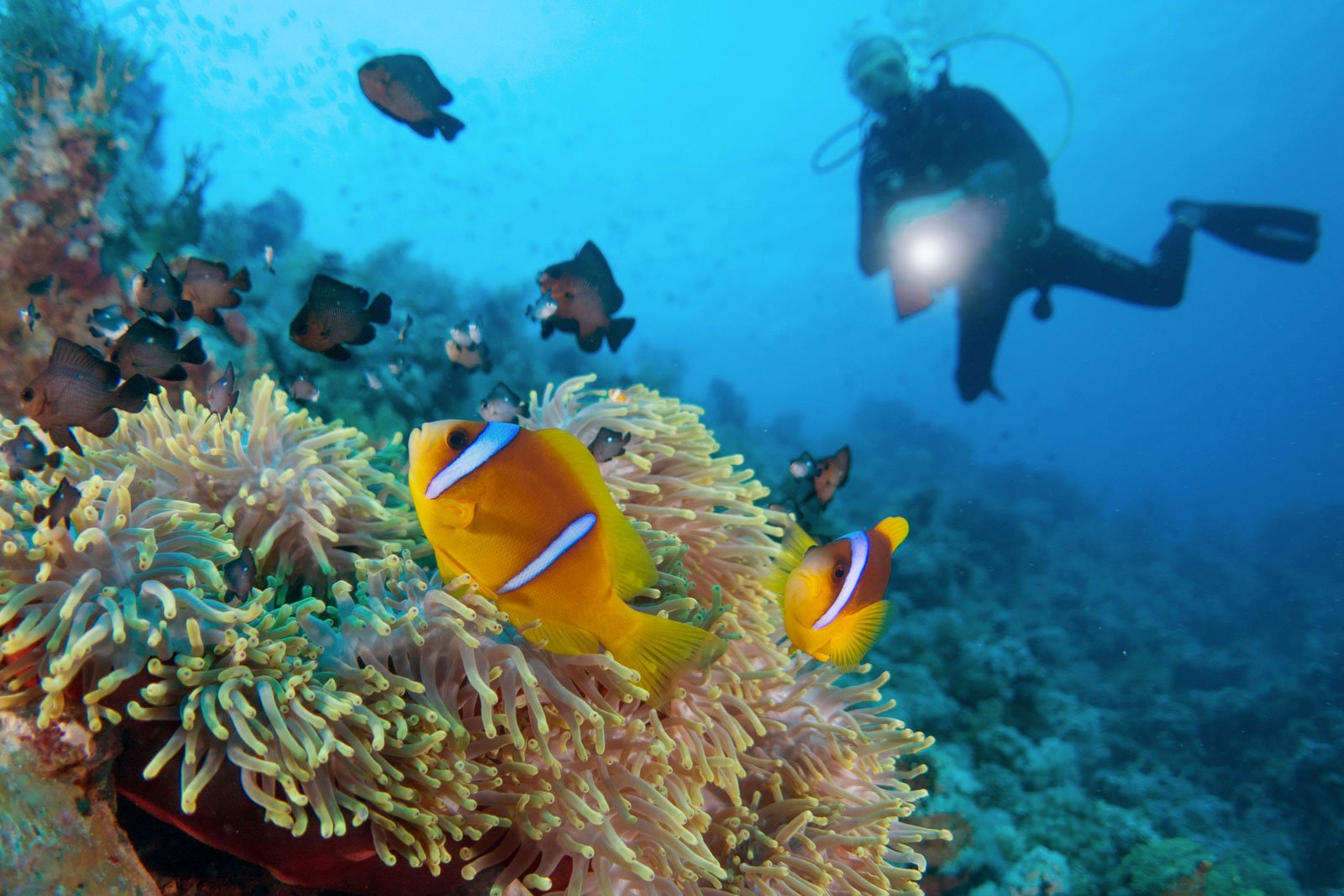 Snorkeling and Diving Adventure