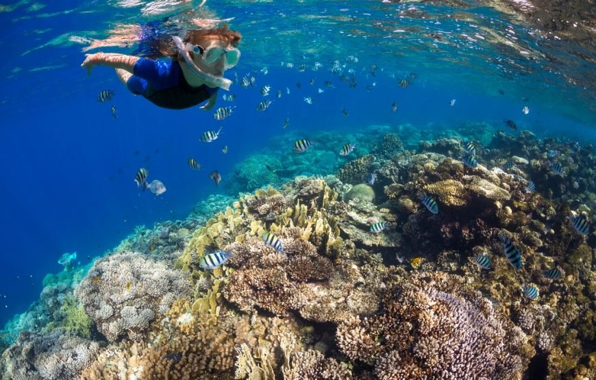 Full-Day Diving Experience: Explore the Wonders of the Red Sea