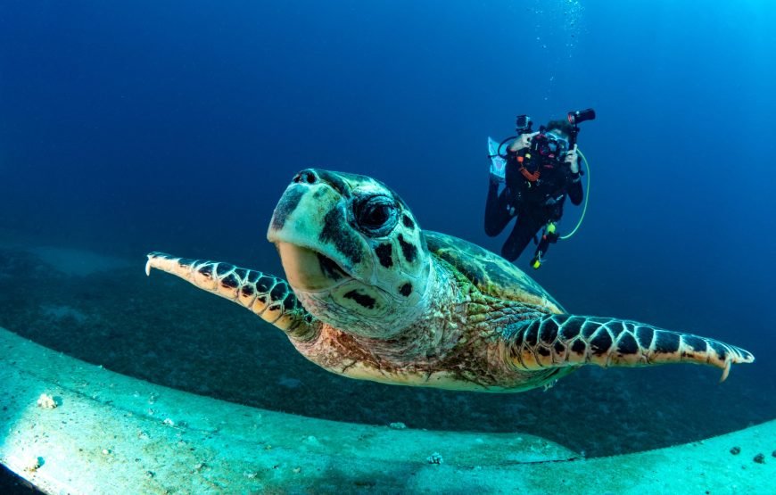 Full-Day Diving Experience: Explore the Wonders of the Red Sea