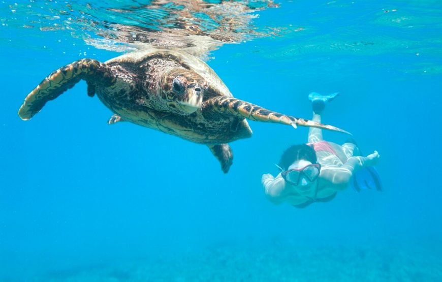Full-Day Diving Experience: Explore the Wonders of the Red Sea