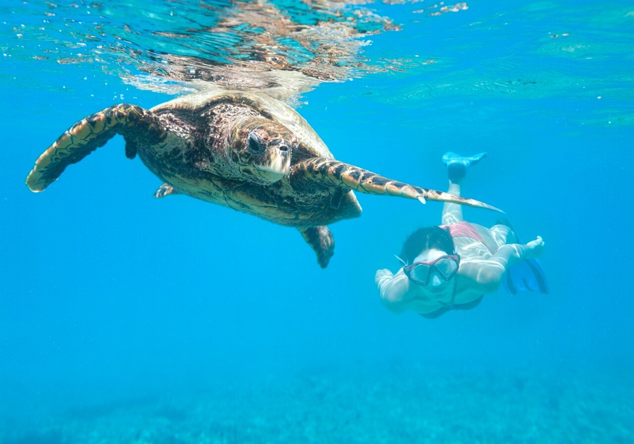 <span> First Dive</span> 