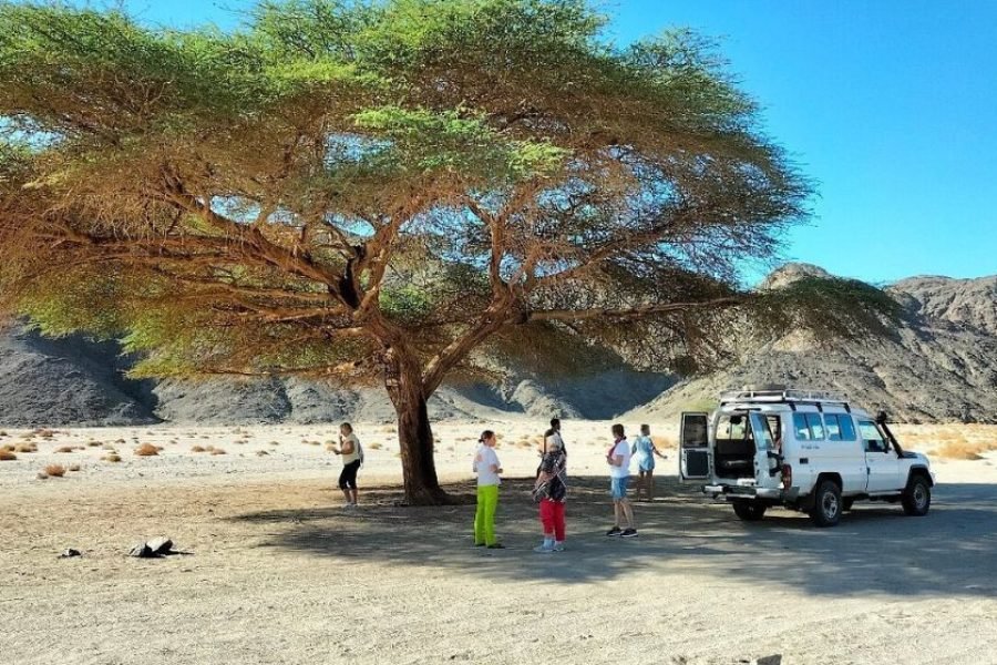 Wadi El Gemal National Park Safari
